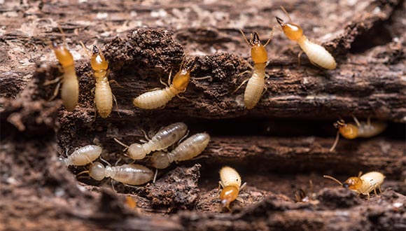 Termite and wood destroying insect (WDI) inspection services from AMP Home Inspections